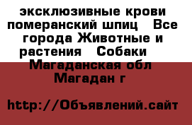 эксклюзивные крови-померанский шпиц - Все города Животные и растения » Собаки   . Магаданская обл.,Магадан г.